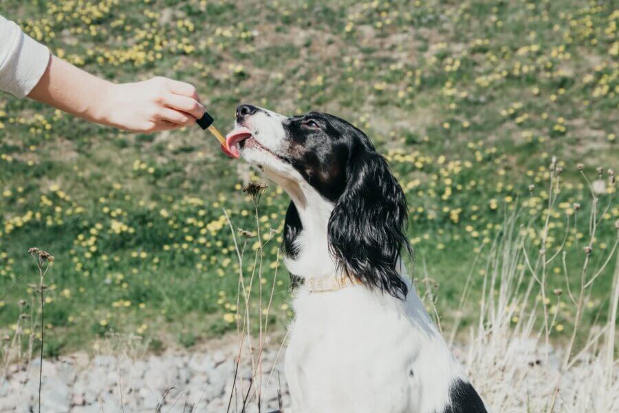 Dog being given CBD from dropper